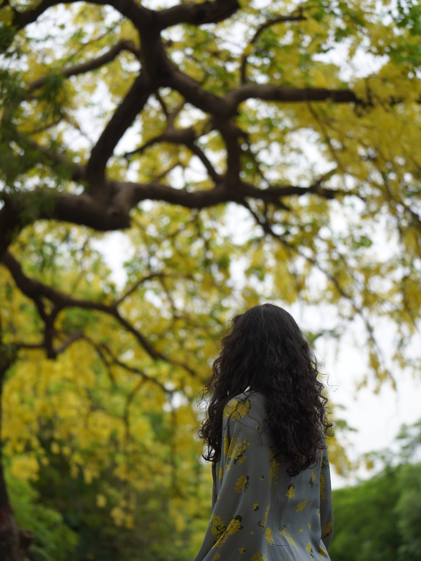 Amaltas In The City